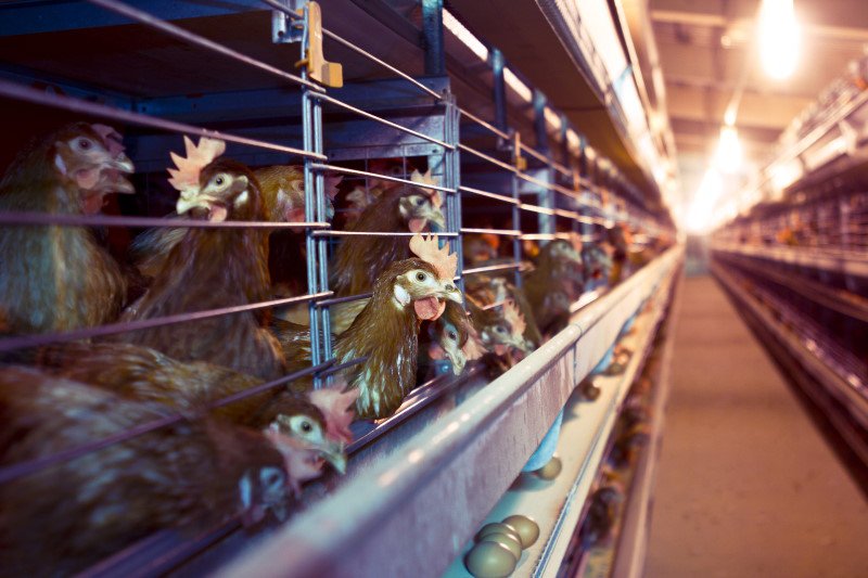 caged battery hens laying eggs in factory production conditions