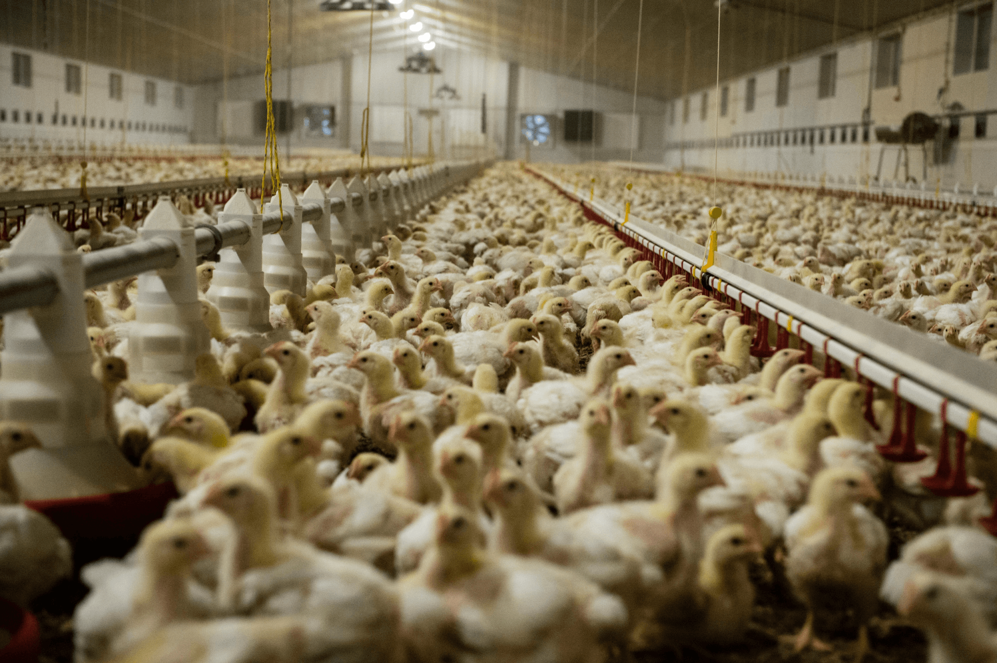 Animal welfare: Chicken and other poultry